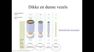 Inleiding neurologie neurologisch onderzoek [upl. by Barton]