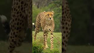 Learning cheetah facts for kids [upl. by Nhguaval58]