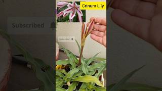 Crinum Lily Perfect For Monsoon Garden monsoongarden garden 2024 gardening plants lily [upl. by Litnahs914]