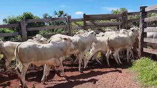 Apartação das Novilhas Nelore p Venda  Fazenda Paineira [upl. by Ojeitak]