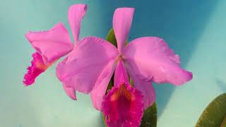 Cattleya trianae f rubra ‘Canaimas Velvet’ orchid [upl. by Ahsiruam]