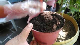 How to Apply Vermicast to Plants in Container [upl. by Thomajan857]