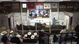 Livestock auctioneers compete for LMA world championship [upl. by Goode]