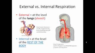 External and Internal Respiration Gas Exchange SIMPLIFIED [upl. by Ayotyal13]