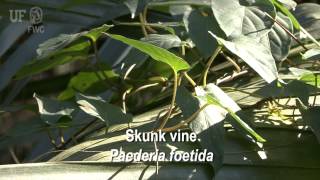 How to identify Skunk vine Paederia foetida [upl. by Ynatsed193]