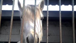 Visite de mon centre equestre [upl. by Aimerej142]