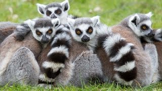 Amazing Facts About Ring Tailed Lemurs [upl. by Cressida]