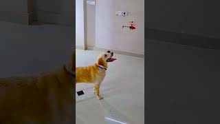 मेरा डॉग क्यों डर गया😭funnydogs shorts [upl. by Ferne]