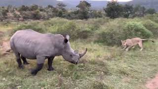 LION PRIDE HUNTS RHINO ANIMALS FIGHT [upl. by Pennington]