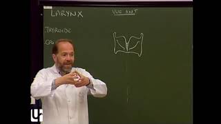 TC 7  Anatomie du larynx thyroïde parathyroïdes Anatomy of the larynx thyroid and PTH glands [upl. by Anevad]