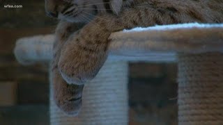 North Texas couple keeps bobcats as pets [upl. by Annabell298]