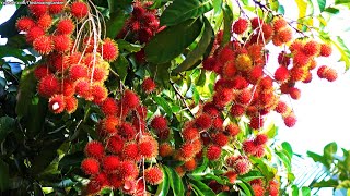 Rambutan tree with lot of fruits [upl. by Llieno]