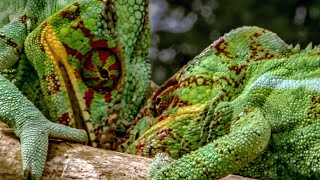 Chameleons Fight To Defend Their Territory  Madagascar  BBC Earth [upl. by Ahsrat]