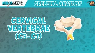 Cervical Vertebrae C3C7 Anatomy [upl. by Lemmor646]