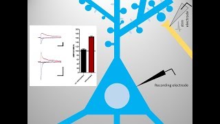 2Minute Neuroscience LongTerm Depression LTD [upl. by Mercado]