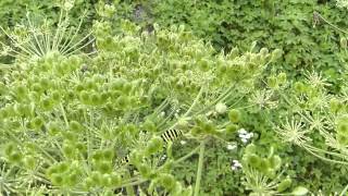 Caterpillars of Common Yellow Swallowtail キアゲハ終齢幼虫がオオハナウドの実を摂食 [upl. by Robillard412]