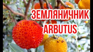 ЗЕМЛЯНИЧНИК крупно и мелкоплодный  Arbutus unedo  Arbutus andrachne  Игорь Билевич [upl. by Merc422]