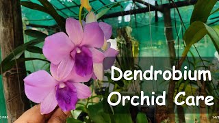 Dendrobium orchid care and growing guide dendrobium orchids orchidcare [upl. by Naujaj634]