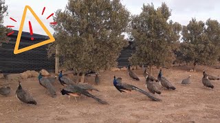 يدهشني إتحاد الطاووس والدجاج الحبشي الفرعوني في حراسة المزرعة Peacock amp Guinea Fowl Alarm [upl. by Michelsen]