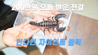 전갈 최대종 인디언 자이언트 블랙  Gigantometrus swammerdami [upl. by Aidnyc]