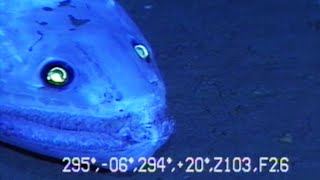 9 Strange Deep Ocean Creatures Found by Japans ROVs🇯🇵 [upl. by Aehs]