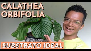 Calathea Orbifolia Goeppertia Orbifolia  como replantar com o substrato perfeito [upl. by Chapland335]