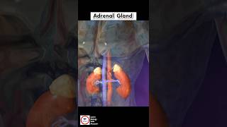 Adrenal Gland [upl. by Ennayllek]