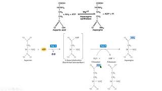 asparagine synthesis síntesis de asparagina bioquimica biochemistry [upl. by Acinemod698]