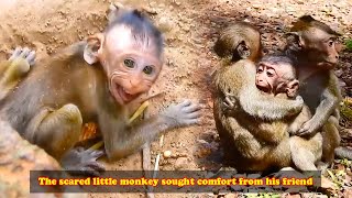 After the poor baby monkey was abandoned by his mother he ran into his friends arms and cried [upl. by Huntington]