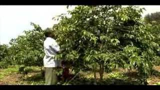 Handling and Pruning Coffee Trees [upl. by Gnex]