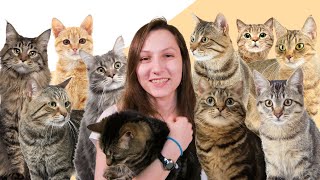 8 Facts You Didnt Know About Tabby Cats [upl. by Nabal]