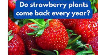 Winterizing Strawberries  The Definitive Guide To Preparing Your Strawberry Plants For Winter [upl. by Remington]