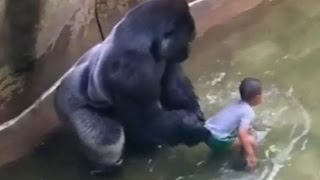 Harambe The Gorilla Shot At Cincinnati Zoo After Child Falls Into Enclosure [upl. by Nida]