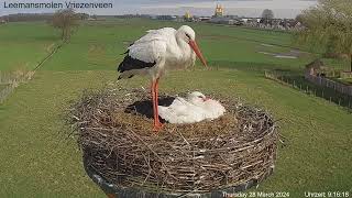 2024 03 28 Storchennest Leemansmolen Vriezenveen NL Guten Morgen und Sonne tanken [upl. by Kirtap]