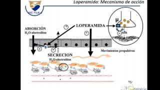 Antidiarreicos [upl. by Horvitz]