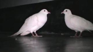 Beautiful White Doves Coo Call Sound  World Best Doves Cooing Sound [upl. by Carrel]