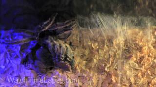 Watch Timelapse  Tarantula Molting [upl. by Ecilahc]