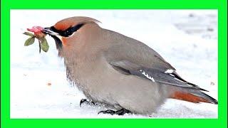 Bohemian Waxwing Song Bohemian Waxwing Voice Singing  Ampelis Europeo Canto  Bombycilla Garrulus [upl. by Nylegna904]