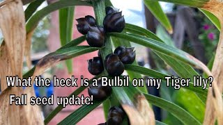 What the heck is this on my lilies Bulbils Fall seed starter update [upl. by Corinna]