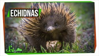 Why Echidnas Are Evolutionary Misfits [upl. by Horowitz]