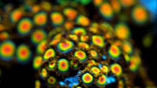 100mm Macro Coral Shots By Reefer831 [upl. by Correna]