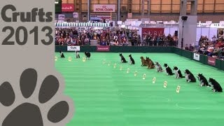 Obedience Dog Championships  Day 3  Stay Tests  Crufts 2013 [upl. by Onej]