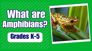 What are Amphibians  More Grades 25 Science on Harmony Square [upl. by Anawit350]