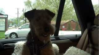 WELSH TERRIER  TAFFY  HOLD ON CAUSE ITS TAFFY TIME [upl. by Asiulairam161]