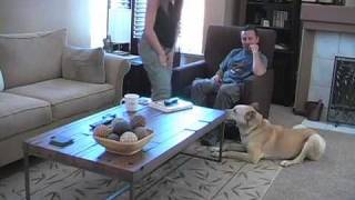 Dog Training Stop Your Dogs from Barking and Jumping on Guests  Thriving Canine [upl. by Cower]