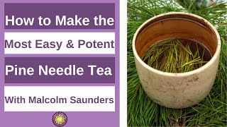 How to Easily Make the Most Potent Vibrant Pine Needle tea in no time… [upl. by Aldwin]