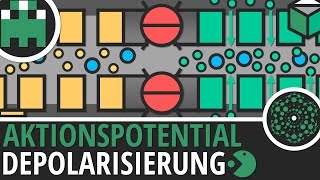 Aktionspotential Depolarisierung einfach erklärt│Biologie Lernvideo│Learning Level Up [upl. by Michaelina]