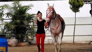 Journey Of Horse Training Of Dhannu Gaikwad [upl. by Ecnerwaled858]