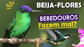 BEIJAFLORES do Brasil Fatos e Curiosidades  Bebedouros de beijaflores mitos e verdades [upl. by Ecire761]