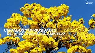 Cuidados y Curiosidades del Árbol Guayacán Amarillo [upl. by Ravi25]